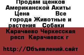 Продам щенков Американской Акиты › Цена ­ 25 000 - Все города Животные и растения » Собаки   . Карачаево-Черкесская респ.,Карачаевск г.